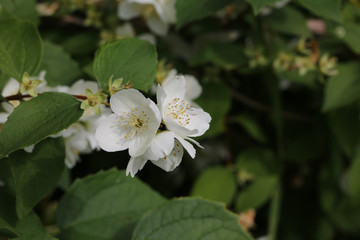 blooming philadelphus in the spring garden