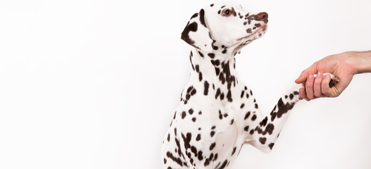 Fototapeta premium Friendship and partnership between man and dog -- isolated on white