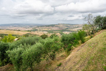 Olive trees in grove on mountain in Monticchiello, Val D'Orcia countryside in Tuscany Italy with many green plants on hill slope