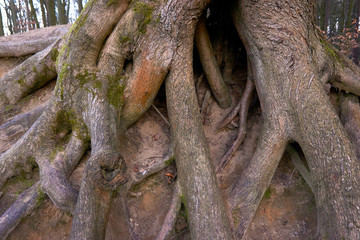 weathered and mossy green bark