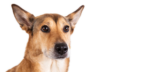 Red hair dog sitting, looking at the camera, isolated on white