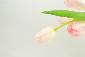 pink tulips on a light background