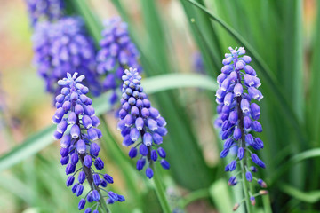 Three Muscari flowers