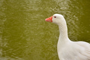 Pato enfadado, enseñando los dientes
