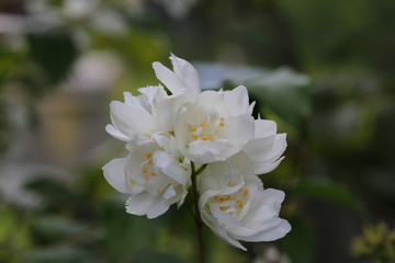 blooming philadelphus in the spring garden