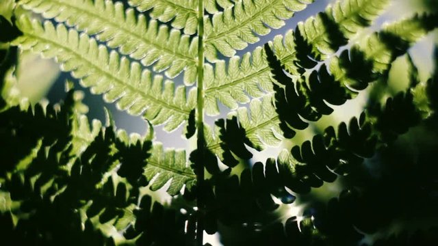 Under green fern leaves