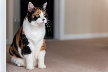 Funny cute face female calico cat sitting on carpet in home inside house eyes by doorway to room looking