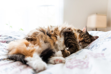 Happy sleepy fluffy calico maine coon cat face lying on bed pillows stomach fur in bedroom