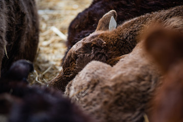 Naklejka na ściany i meble Young calf sleeping in hay with friends close up