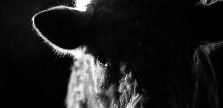 Close up of a charolais bull in shadow