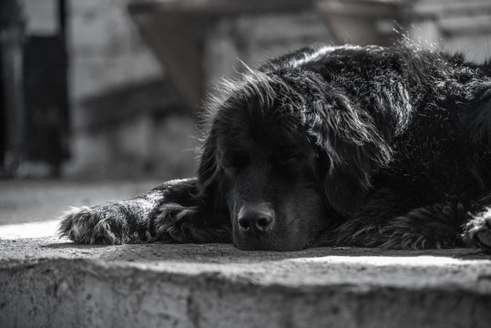 Sleeping newfoundland dog 