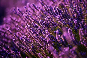 Muurstickers Close-up struiken van lavendel paarse aromatische bloemen © .shock