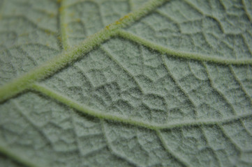 Textura hoja