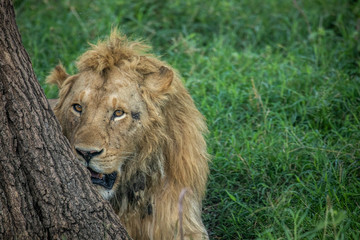 Fototapeta na wymiar male lion
