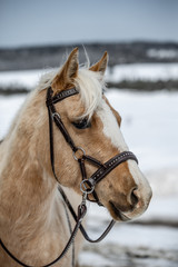 Horse wearing a hackamore 