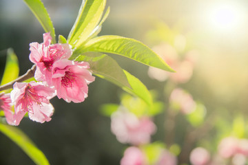 branch of red flowers blossom background 