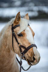 Horse wearing a hackamore 