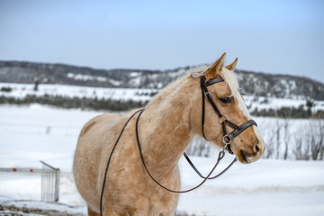 Horse wearing a hackamore 