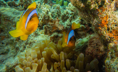 Plakat Clownfish in the Red Sea Colorful and beautiful, Eilat Israel