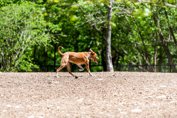 One orange and white pitbull mutt dog running playing in Piedmont park on sunny summer day in Atlanta, Georgia