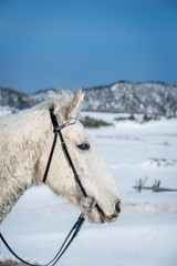 Obraz na płótnie Canvas Grey Horse in Winter Background