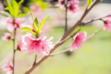 branch of red flowers blossom background 