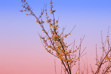 A blooming tree of wild berries, early spring and yellow flowers on the tree.