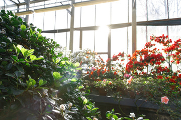 View of blooming colorful azaleas in hothouse in sunlight. Flowering Rhododendrons indoors. Tropical environment in greenhouse.