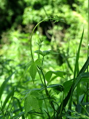 Young shoot of climbing plant