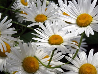 Daisies with white petals