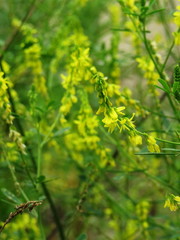 Bushes with small yellow flowers