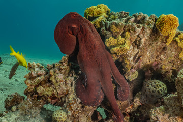 Octopus king of camouflage in the Red Sea, eilat israel 