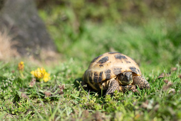 ロシアリクガメ Agrionemys horsfieldii