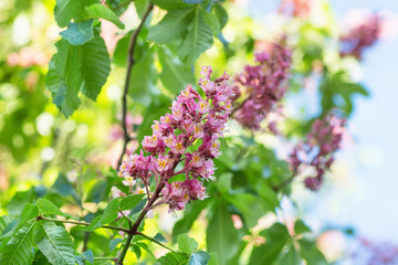 Blooming horse chestnut tree. Blurred background. Close up, selective focus.