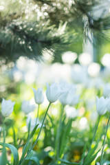 White tulips under the pine tree. Selective focus, blurred background.