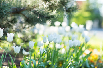 Obraz na płótnie Canvas White tulips under the pine tree. Selective focus, blurred background.