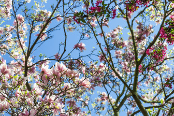 Magnolia tree branch against blue sky. Selective focus.