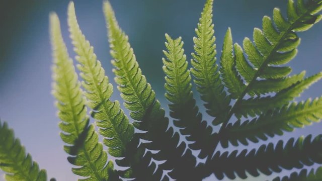 Under green fern leaves