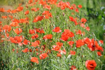 red poppy flower field