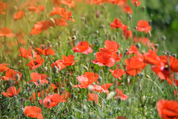 Obraz premium red poppy flower field