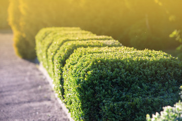 trimmed shrub fence in garden