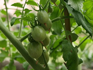 Tomates