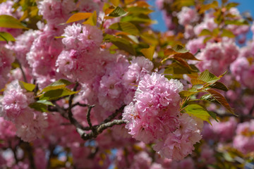 Beautiful full bloom of pink double cherry blossoms flowers in springtime sunny day at Ashikaga Flower Park, Tochigi prefecture, Famous travel destination in Japan