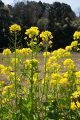 The rape flowers