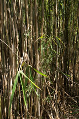 The wall of the bamboo grasses