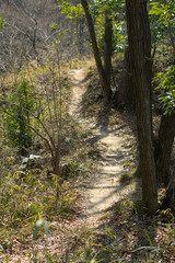 Fototapeta na wymiar The path in a forest