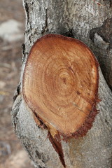 Bark wood texture background