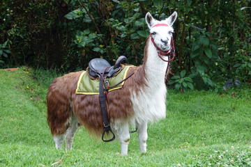  Llama or Alpaca with a saddle feeding on a grassy meadow