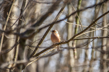 A Chaffinch in a tree