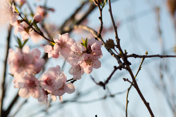 Cherry blossom